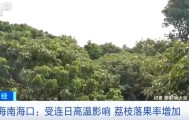 BetVictor伟德-大范围持续性高温天气，局地达到40℃以上，海南：热到荔枝都自闭了