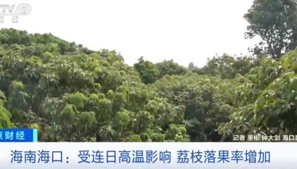 BetVictor伟德-大范围持续性高温天气，局地达到40℃以上，海南：热到荔枝都自闭了