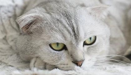 APP下载：一键开启高效生活的新入口